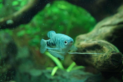 Close-up of fish swimming in aquarium