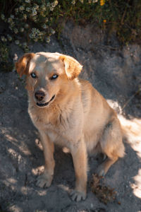 Portrait of demonic dog sitting on land