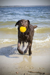 Dog running on beach