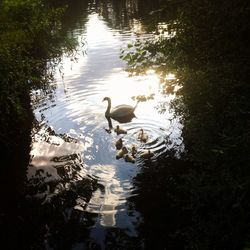 Ducks swimming in lake