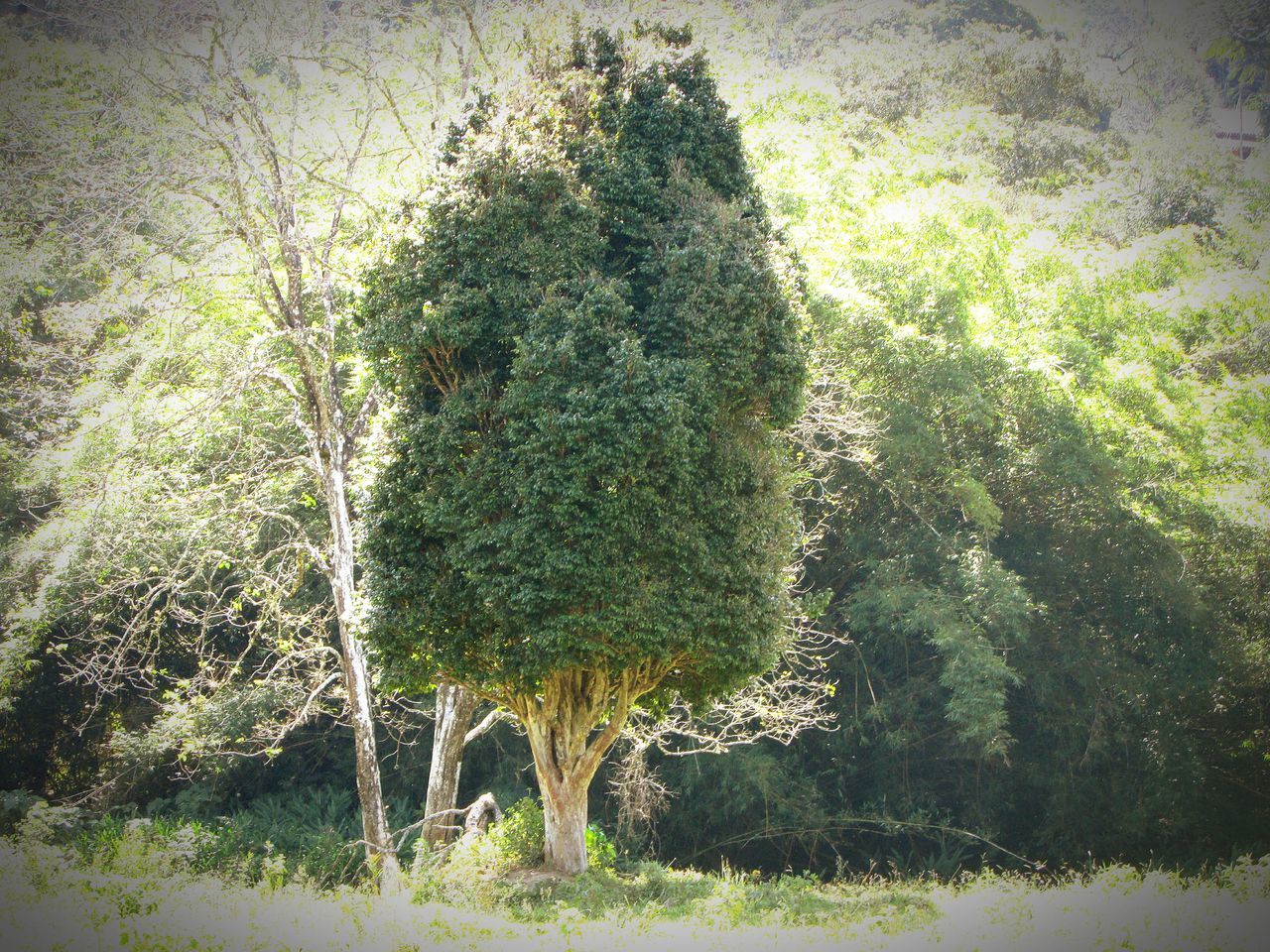 CLOSE-UP VIEW OF TREES