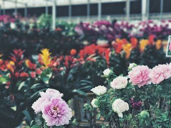 Close-up of flowers blooming outdoors