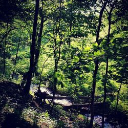 Trees in forest