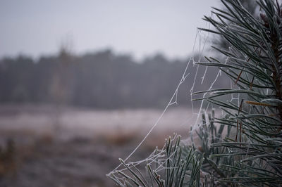 Close-up of tree by water against sky
