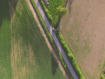 High angle view of rice paddy