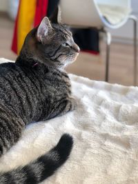 Close-up of cat at home