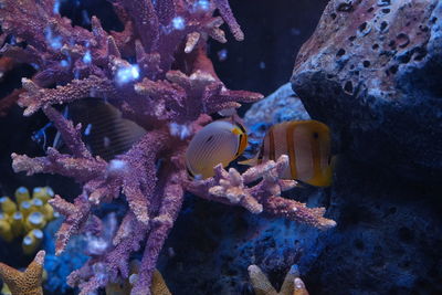 Close-up of fish swimming in sea