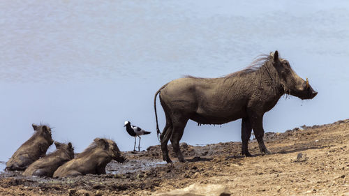 Warthog on lakeshore