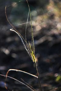 Close-up of plant on field