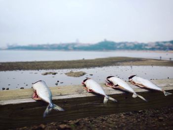 Close-up of dead fishes against lake