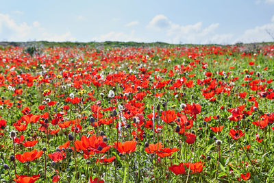 Wild red anemone flowers bloom among the green grass in the meadow. 