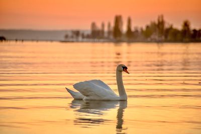 Swan swimming in lake during sunset