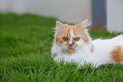 Hand of children feeding green grass to the persian cat on a grass field, for pet herbal natural med