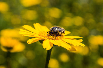 Close-up of bee on yellow flower