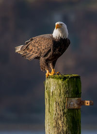 Close-up of eagle perching on wooden post