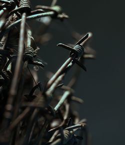 Close-up of plant on metal fence