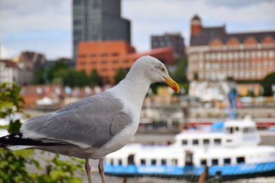 Close-up of seagull perching on a building