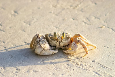 Pink ghost crab on the tropical beach sand, east coast of africa