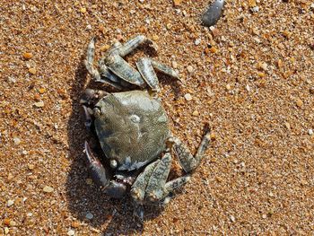 Close-up of lizard on sand