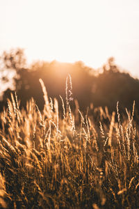 Close-up of stalks in field against sunset sky