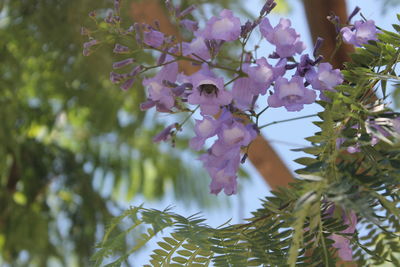 Close-up of flower tree