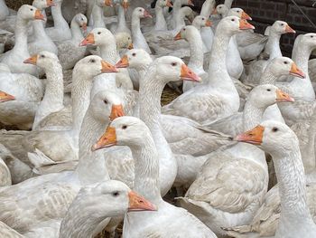 Laege gang of goose on a farm