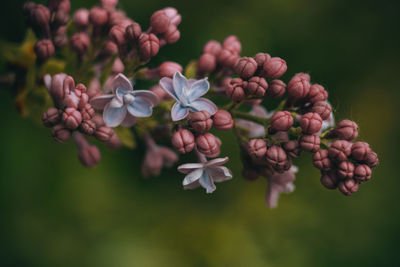 Close-up of flowering plant