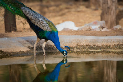 View of a peacock drinking water