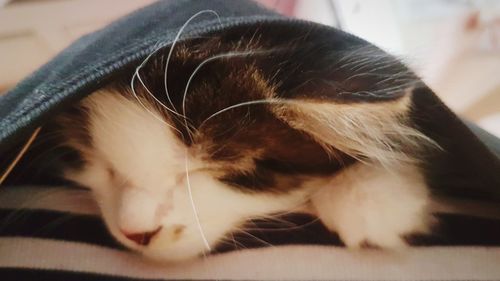 Close-up of cat resting at home