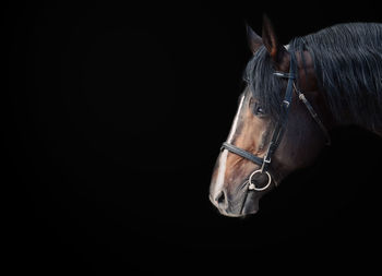 Profile view of horse against black background