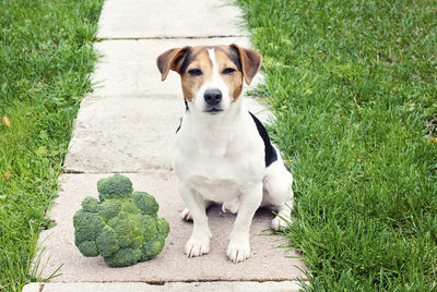 Portrait of puppy sitting on grass