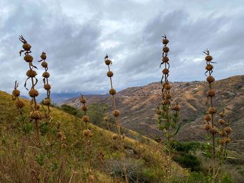 Plants growing on field against sky