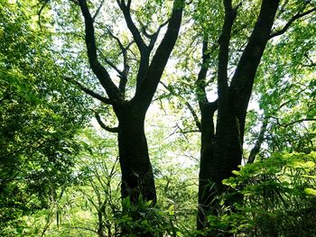 Low angle view of trees in forest