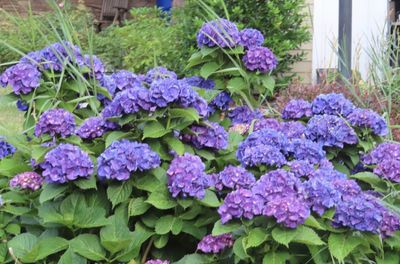 Close-up of purple flowers in pot