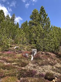 Man standing by tree in forest against sky