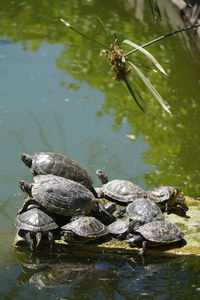 High angle view of turtle in lake