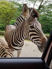 Close-up of zebra