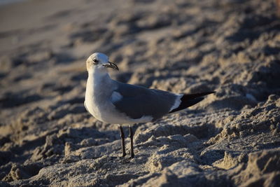 Close-up of seagull perching on sand