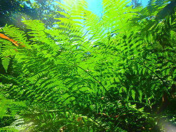 Low angle view of trees