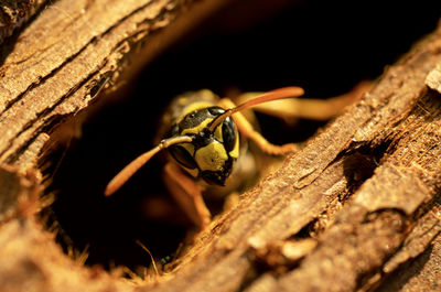 Close-up of bee on tree trunk