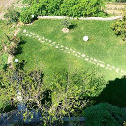 High angle view of green plants on field