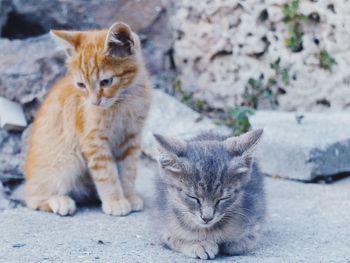 Portrait of cats sitting