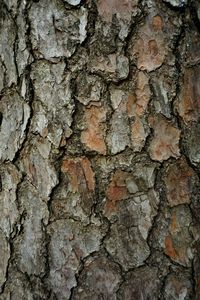 Close-up of tree trunk