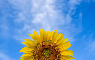 Low angle view of sunflower blooming against sky