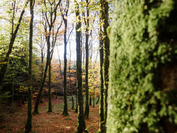 Trees in forest