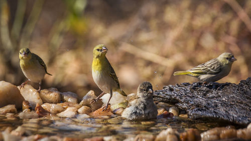 Birds perching on rock