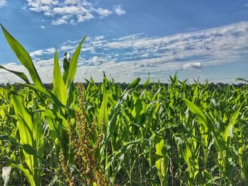 Plants growing on field against cloudy sky