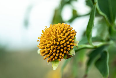 Close-up of yellow flowering plant
