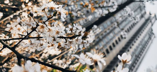 Close-up of cherry blossoms in spring