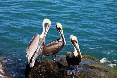 Birds perching on a sea